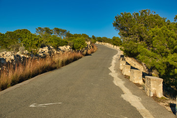 carretera y árboles
