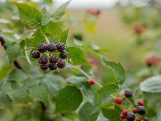 Organic blackberry bush. Growing Organic Berries closeup.