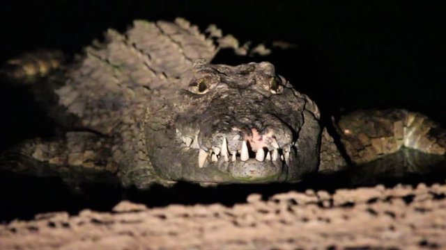Nile crocodile in the water at night