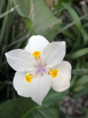 Flor blanca chica