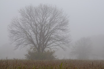 A Foggy Day