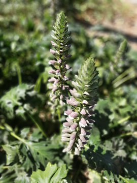 Flor alargada