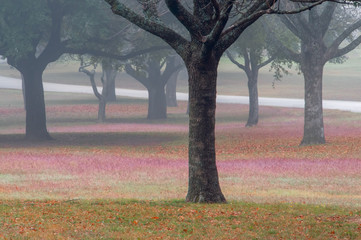 A Foggy Day