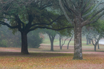 Fototapeta premium A Foggy Day