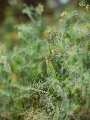 Selective focus on fresh bright green pea pods on pea plants in the garden.