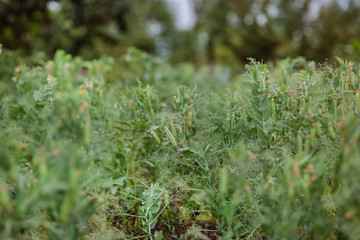 Selective focus on fresh bright green pea pods on pea plants in the garden.