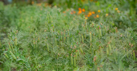 Selective focus on fresh bright green pea pods on pea plants in the garden.