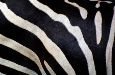 Zebras are several species of African equids (horse family) united by their distinctive black and...