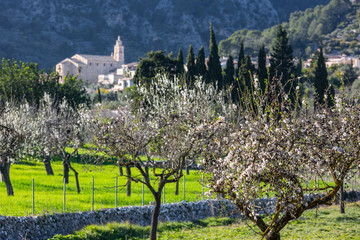 Fototapeta na wymiar Almond blossom in Caimari, Mallorca, Balearic Islands, Spain