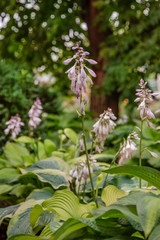 Hosta blooms close-up, a group of flowering plants in the garden.