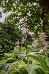 Hosta blooms close-up, a group of flowering plants in the garden.