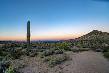 Morning on the trail in the Sonoran Desert