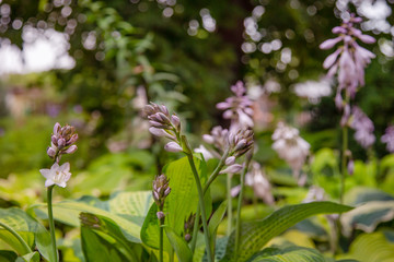 Hosta blooms close-up, a group of flowering plants in the garden.