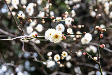 寒桜