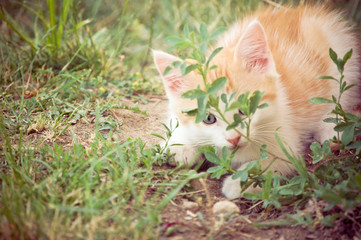 Playful Kitten Hiding Behind a Plant Outdoors