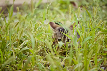Small Tabby Kitten Hiding in the Grass Hunting