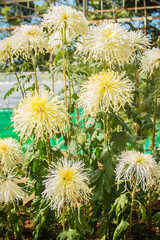 Obraz premium Beautiful hybrid Chrysanthemums flower, also known as mums or chrysanths, are flowering plants of the genus Chrysanthemum in the family Asteraceae. They are native to Asia and northeastern Europe.