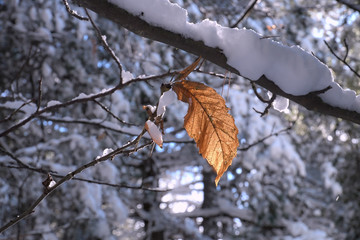Autumnal Leaf In A Snow Covered Forest