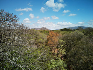 Obraz premium Green trees on blue sky