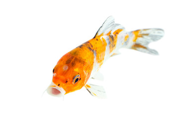 Image of colorful koi fish on white background . Animal. Pet.