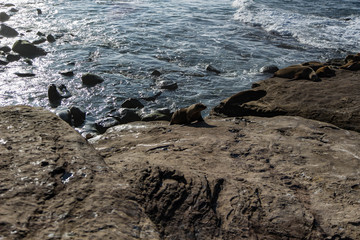 La Jolla Cove 