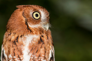 Eastern screech owl - Megascops asio