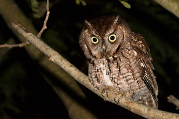 Eastern screech owl - Megascops asio