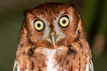 Eastern screech owl - Megascops asio