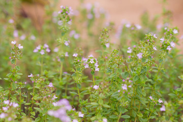 レモンタイムの花