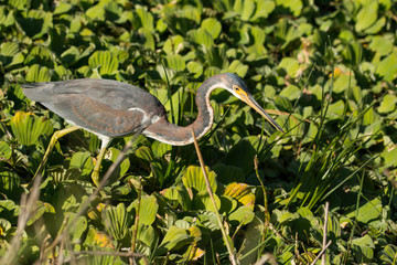 Tricolored heron - Egretta tricolor