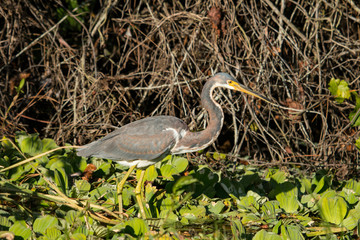 Tricolored heron - Egretta tricolor