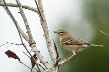 Pine warbler - Setophaga pinus