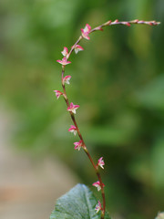 ミズヒキの花