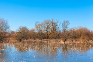 trees in the water in the flooded area by spring floods