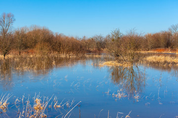 trees in the water in the flooded area by spring floods