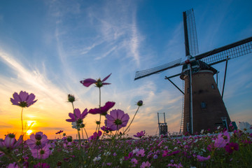 コスモスと夕陽