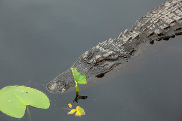 alligator in water