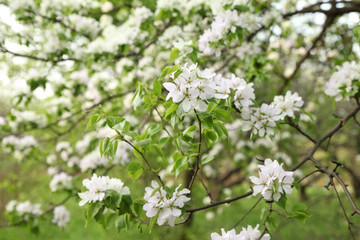 Natural white blooming Apple trees on a blurred garden background