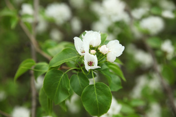 Almost blooming flower of a white Apple that blooms in the spring