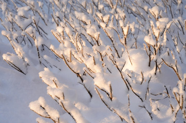 Bush branches covered with snow.