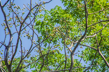 Spondias bipinnata fruit on tree. It is a perennial shade of gray leaves composed of feathers. Endemic to Thailand. Find by limestone or deciduous forest.