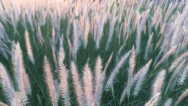 reeds frass against blue sky