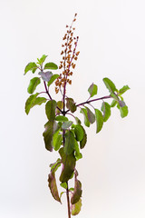 Holy basil (Krishna Tulasi) sprig on a white background
