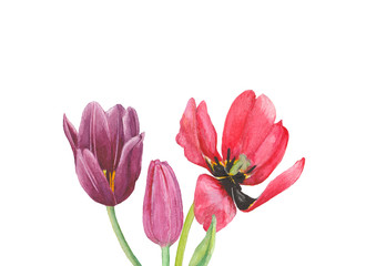 Obraz na płótnie Canvas Set of bright spring flowers in watercolor for greeting or postcards