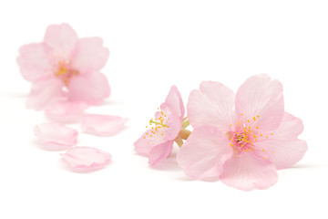 Obraz premium Wiśniowy kwiat wiosny białe tło