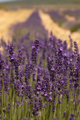 Fototapeta premium Lavender Forever