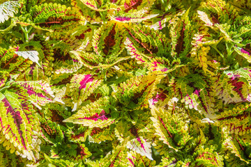 Colorful leaves background of Solenostemon, also known as Coleus. Bright colorful coleus leaves pattern for background.