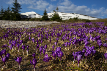 Once come snow-magic grow gentle crocus crocuses in Ukrainian Carpathians and Eastern Europe. Alpine pastures are covered magic carpet of delicate bells with a beautiful aroma wild flowers