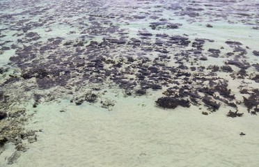 Colorful seabed shots taken at the beaches of the Seychelles island
