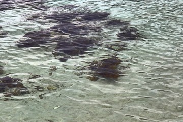 Colorful seabed shots taken at the beaches of the Seychelles island